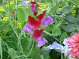 Sweet pea bicolour 